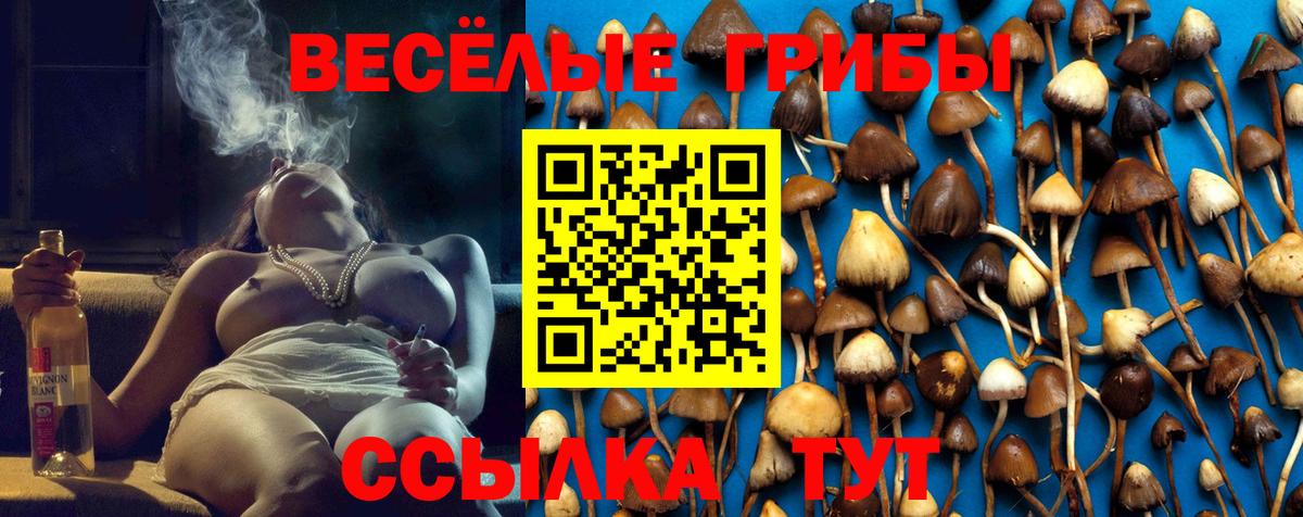 Знаменск  Псилоцибиновые грибы GOLDEN TEACHER  Вход с VPN 